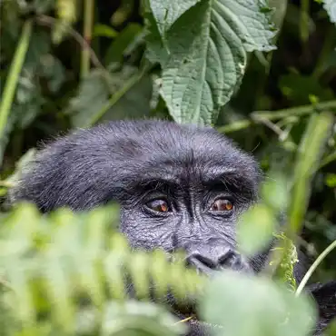 Uganda