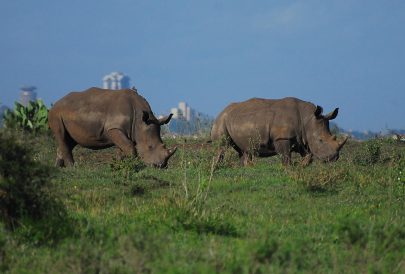 rhino-4422728_1280