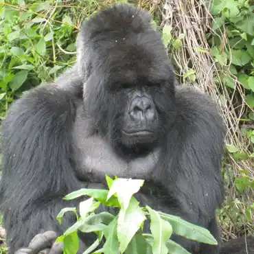 Rwanda