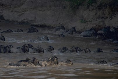 wildebeest-7568372_1280