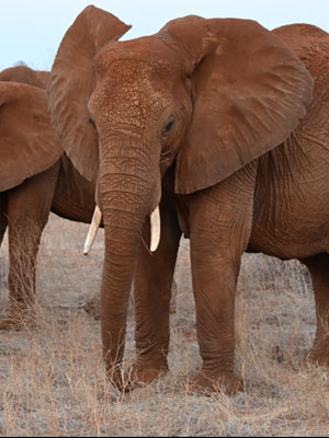 Kenya