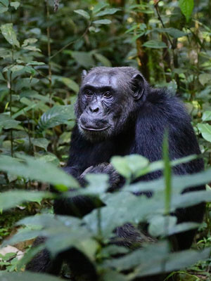 Uganda